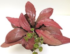 Euphorbia francoisii-#18 Modern hybrid-seed grown in USA