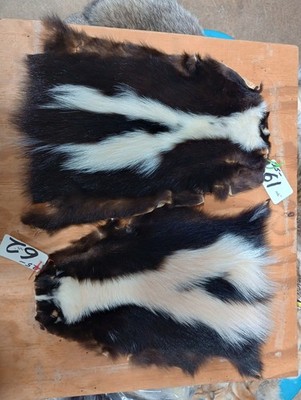 tanned skunk body  winter hide skin animal fur, Nice White Stripes .