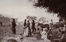 Esclavos liberados plantando batatas plantación de Hopkinson - Postal de la Guerra Civil