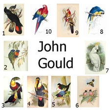 John Gould poster prints - Australia vintage bird parrot - wall art paintings