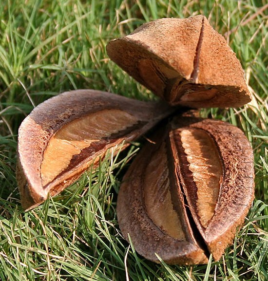 SAMEN Exot Zimmerpflanze Wintergarten Balkon Pflanze exotisch TELLER-BAUM