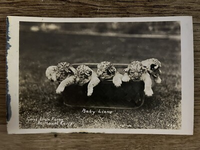 Gays Lion Farm, El Monte, CA Antique Real Photo Postcard RPPC