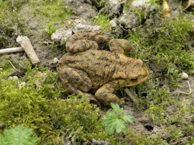 Photo 6x4 Common toad (Bufo bufo) Cambridge/TL4658 Waking up to a new ye c2009