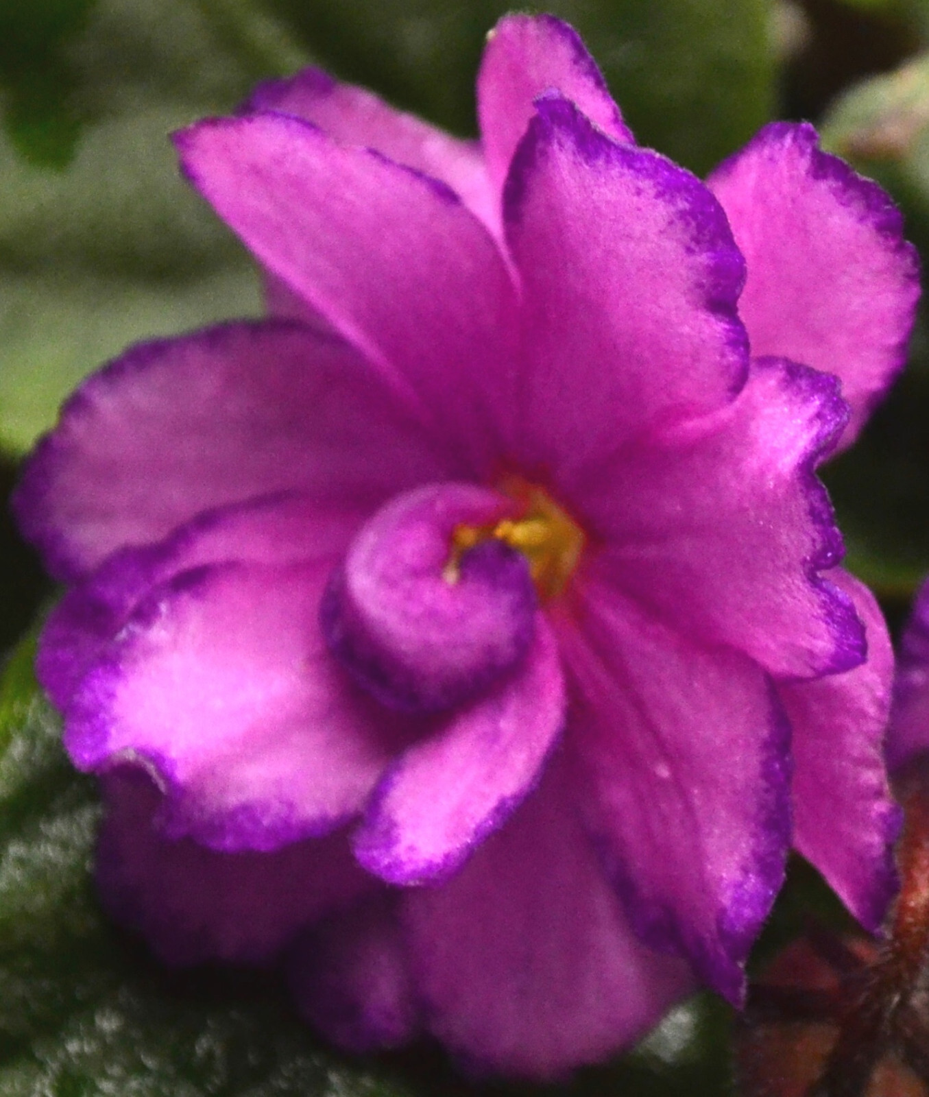 African Violet Plant * ROBS ZIPPER ZAPPER * Semi Miniature, Heat Pack