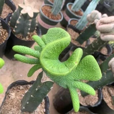 RareCactus Succulent Plant Monkey Tail Var " (Rootless) 7-9cm 