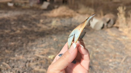 Tótem espiritual nativo americano tallado a mano fetiche Zuni Kachina águila calva - Vídeo 1 de 1