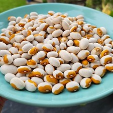 YELLOW EYE BEAN NEW ENGLAND HEIRLOOM DWARF BEAN STUNNING BEANS 30 SEEDS