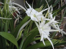 Spider Lily, Sea Daffodil Hymenocallis Ismene 1 large bulb