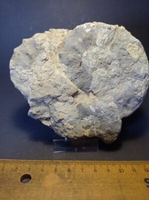 Ammoniten Grab 3 x Ceratites Fossilien Stufe Versteinerung Sammlung Deko Garten