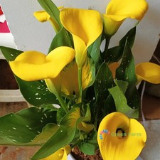 1 Bulb Zantedeschia Hybrida Yellow Dana Calla Lily Herbaceous Flowering Plants