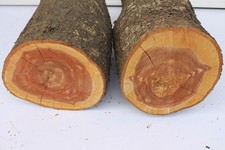 2 St. Pflaumenholz Pflaumenholzstamm #32 + 43 cm hoch # Holzstamm Zwetschgenholz