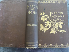 REV J G WOOD : INSECTS AT