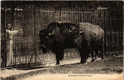 CPA Paris 5e - Museum d'Histoire Naturelle - Bisons d'Amérique (324488)