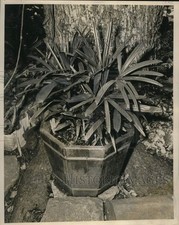 1961 Press Photo Potted Rhapis Palm grown by Mrs. Harry W. Brown - noo56654