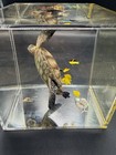 3D Wild Art Turtle With Fish Sculpture Underwater Scene! Stunning Was 300.00 New — photo 5