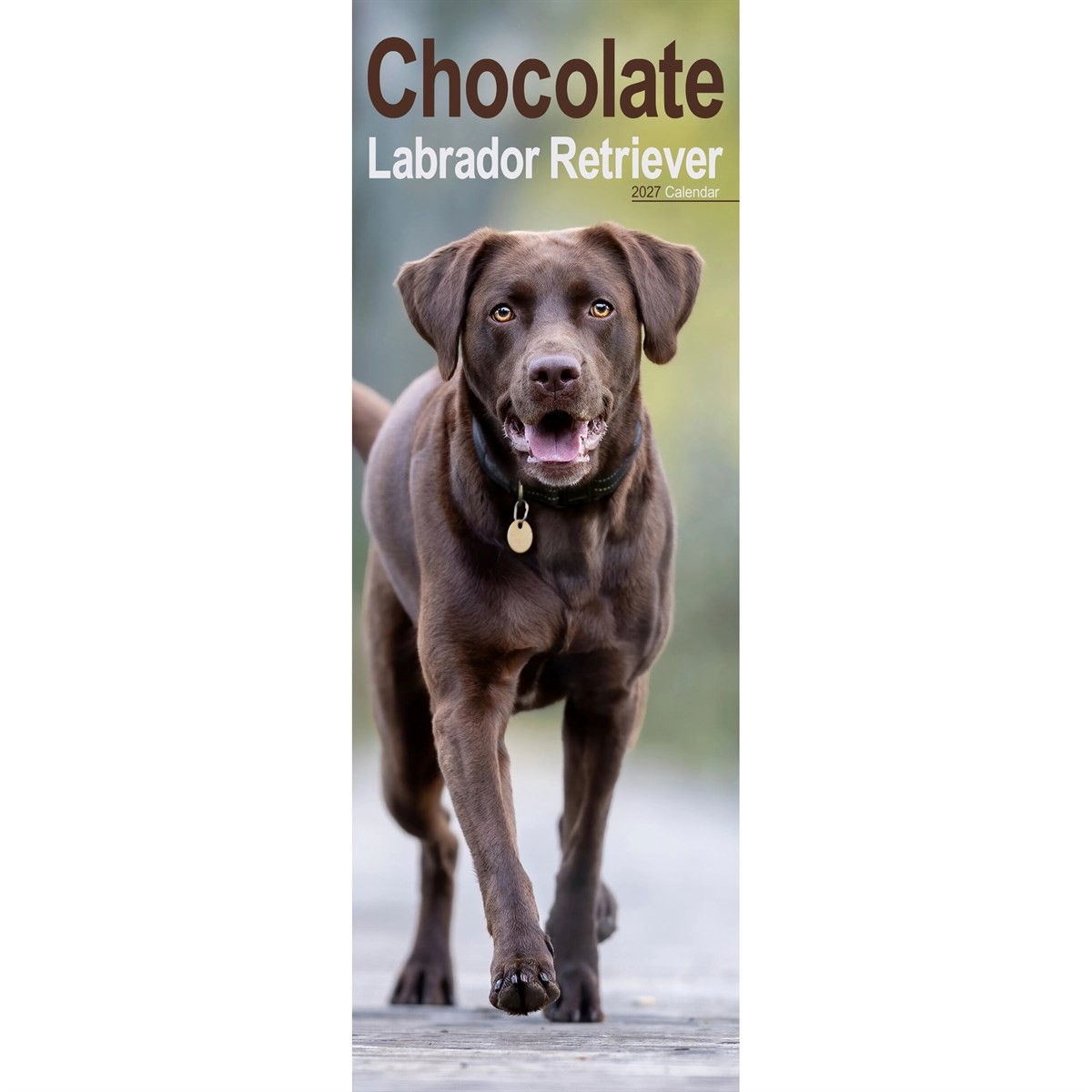 Labrador Retriever Chocolate Slim by AVONSIDE PUBLISHING (Calendar) - Image 6