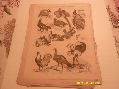 ANTIQUE  FULL PAGE,BALLOU'S DRAWING ROOM, ILLUSTRATIONS OF ORINTHOLOGY