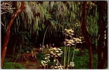 Vintage Postcard Fern Grotto The Wailua River, Kauai Kauai, HI 1950s