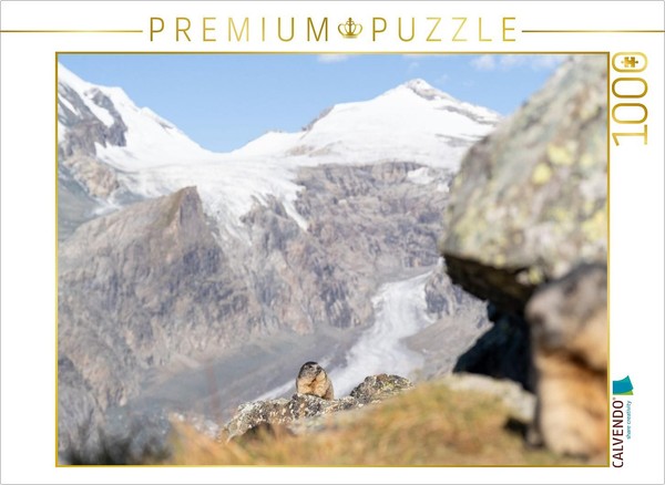Calvendo Puzzle Alpine Marmot | 1000 Pieces, Finished Size 25.2 × 18.9 In (64 ×-image