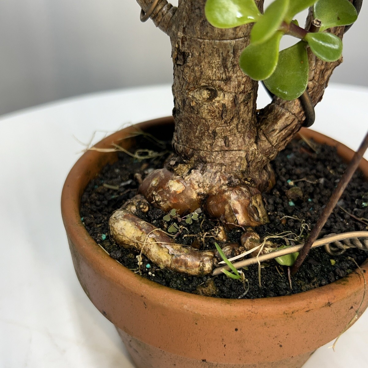 Dwarf, Jade Bonsai 22” Top Bonsai Pot Informal Upright indoors