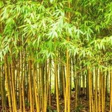 50 Bamboo Seeds Privacy Plant Garden Clumping Shade Screen "Aurea"