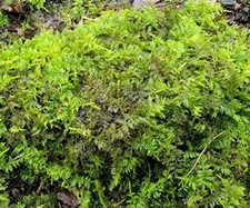 Fresh Live Feather Moss Terrarium Orchid Fairy Garden Wild Organic 6"x9" Box