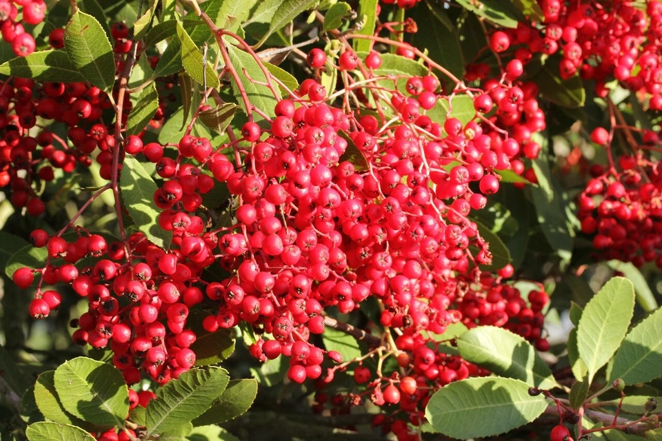 4 graines de HOUX DE CALIFORNIE (Heteromeles arbutifolia )N138 TOYON SEEDS SAMEN