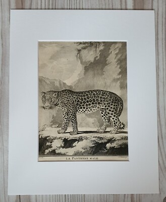 Original Buffon Kupferstich 1767 La Panthere Male Leopard Panther