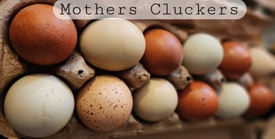 10++ Mothers Cluckers Farm Fresh Eggs Assorted Color & Breed Hatching Eggs