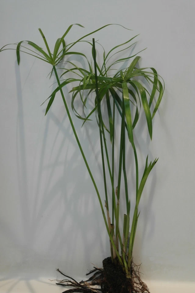 活伞棕榈热带水生边缘池塘植物 - 购买 2 免费获得 1! — 第 2/2 张图片