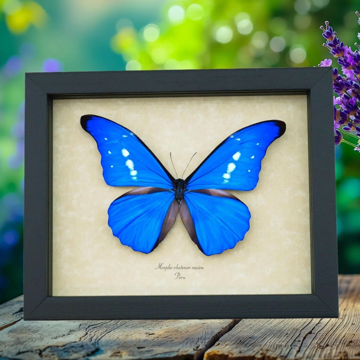 Morpho Rhetenor for sale | eBay