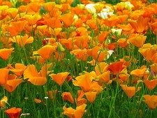 4000 Golden California Poppy Seeds - State Flower, Golden Orange Poppy, Re-Seeds 2.52 per gallon