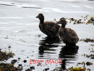 PHOTO  LOCHABER EIDER DUCKLINGS ON CANNA