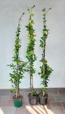 10 piante di Rincospermum Falso gelsomino 140/150 cm