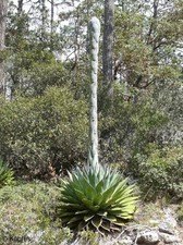 AGAVE MONTANA - Mountain Agave -Hardy Century Plant - 10 x Seeds - UK Hardy