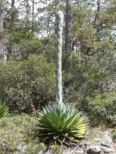 AGAVE MONTANA - Mountain Agave -Hardy Century Plant - 10 x Seeds - UK Hardy - Afbeelding 1 van 6