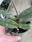 Paph niveum - Cute Multi growth Compact Paph IN BLOOM! — photo 5