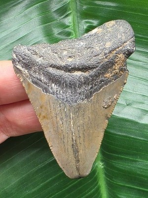 6,5 cm grauer Zahn des Megalodon - Hai Haizahn Fossil