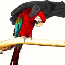 Anti Bite Handling Gloves for Bird Parrot Hamster Hedgehog Small Animals