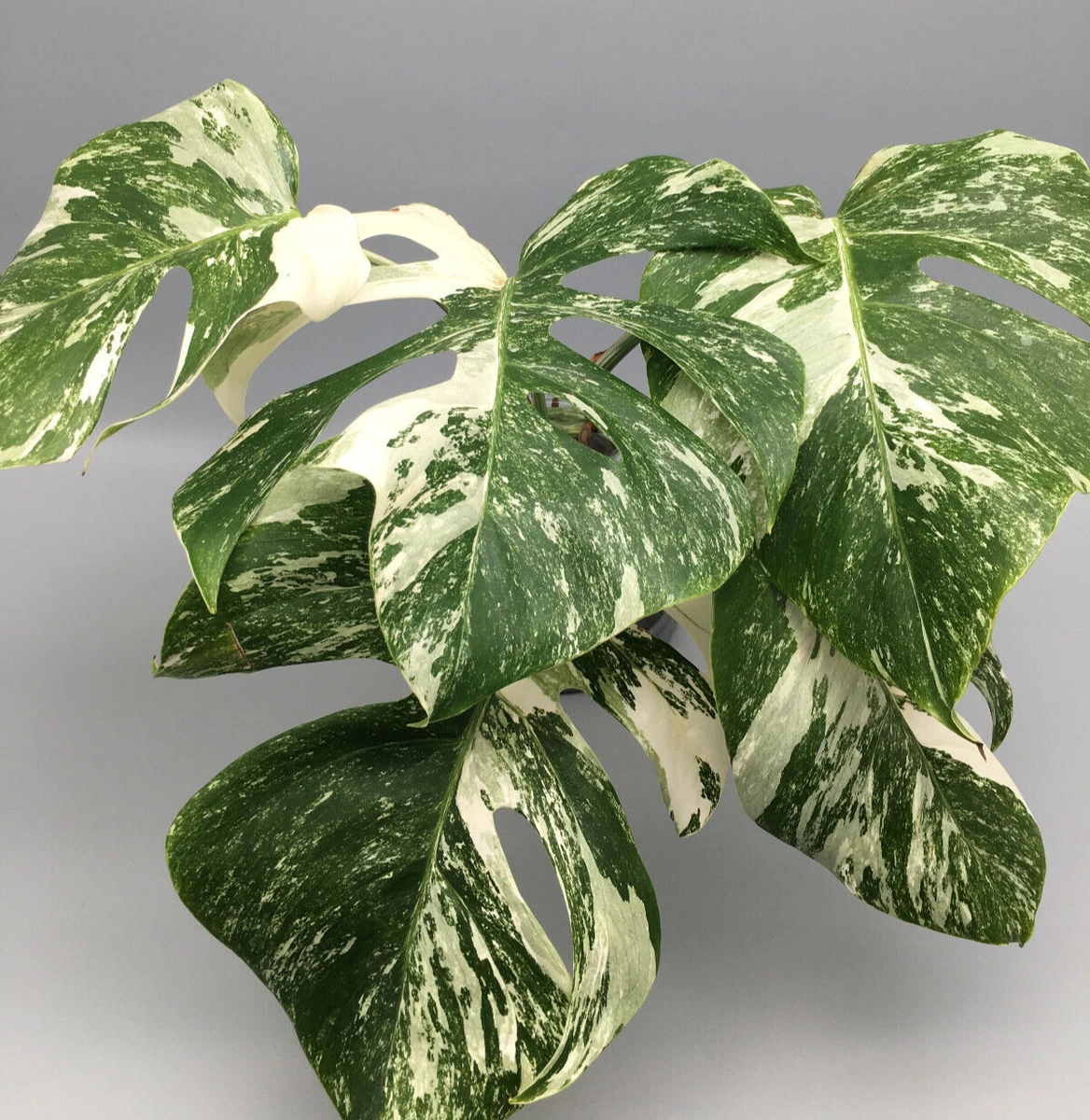 Monstera Deliciosa Variegata online kaufen | eBay.de