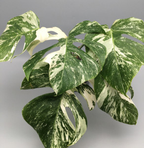 Monstera Deliciosa Variegata | eBay.de