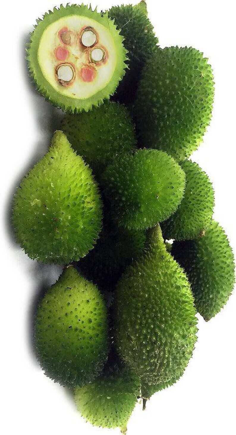 20+ Spine Gourd Seeds Momordica dioica, Kantola kakrol Teasle gourd