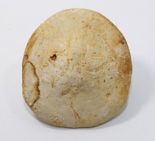 Seeigel, Clypeaster gippslandicus, Tertiär, Miozän, Victoria, Australien -eb8423