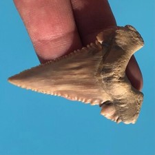 FOSSIL PALEOCARCHARODON TOOTH ⭐ 2