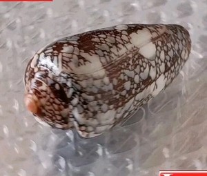 Conus Praelatus #1  54.5mm ULTRA! GORGEOUS BLUE BEAUTY from Mozambique