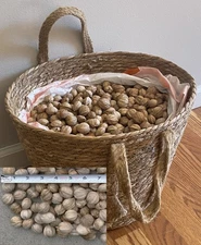 2 lbs. SHAGBARK HICKORY NUTS Farm Fresh Organic From MO 2025 Float Tested