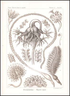 1904 Original Lithograph PENNATULIDA Sea Marine Octocorallia by Haeckel (EH19)
