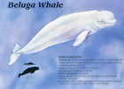 Beluga Whale Habits Educational Chart Mammals Ocean Classroom Print Poster