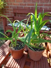 Hemerocallis Day Lily Perennials Pack Of3 In 1L Pot. Free Uk Delivery. 