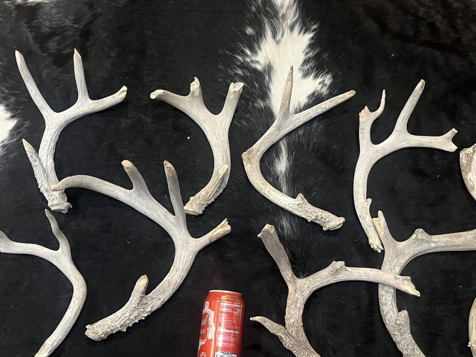 Lot of 15 Whitetail Deer Antlers Chewed 10 Lb Sheds Art Rustic Decor